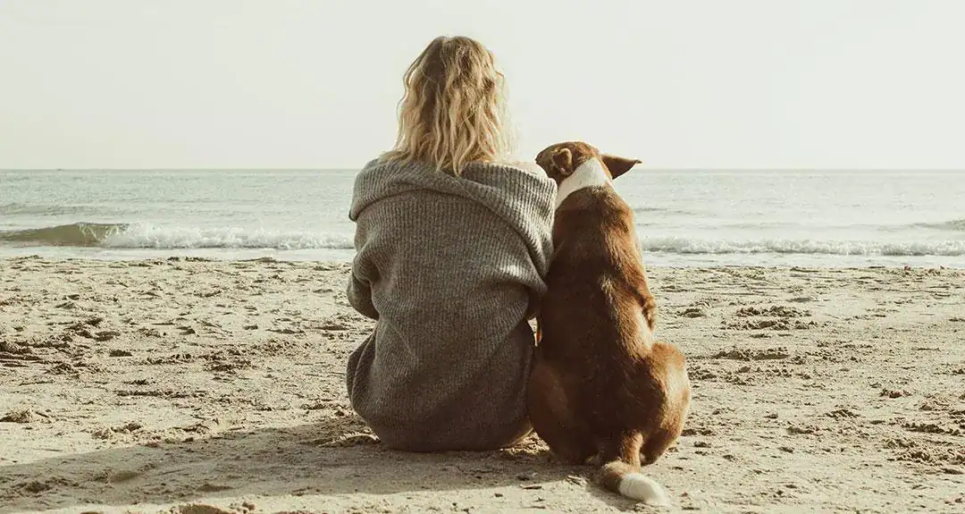 Dog pet beach