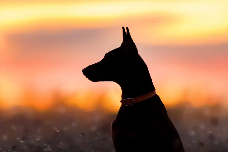 Fear of Dogs