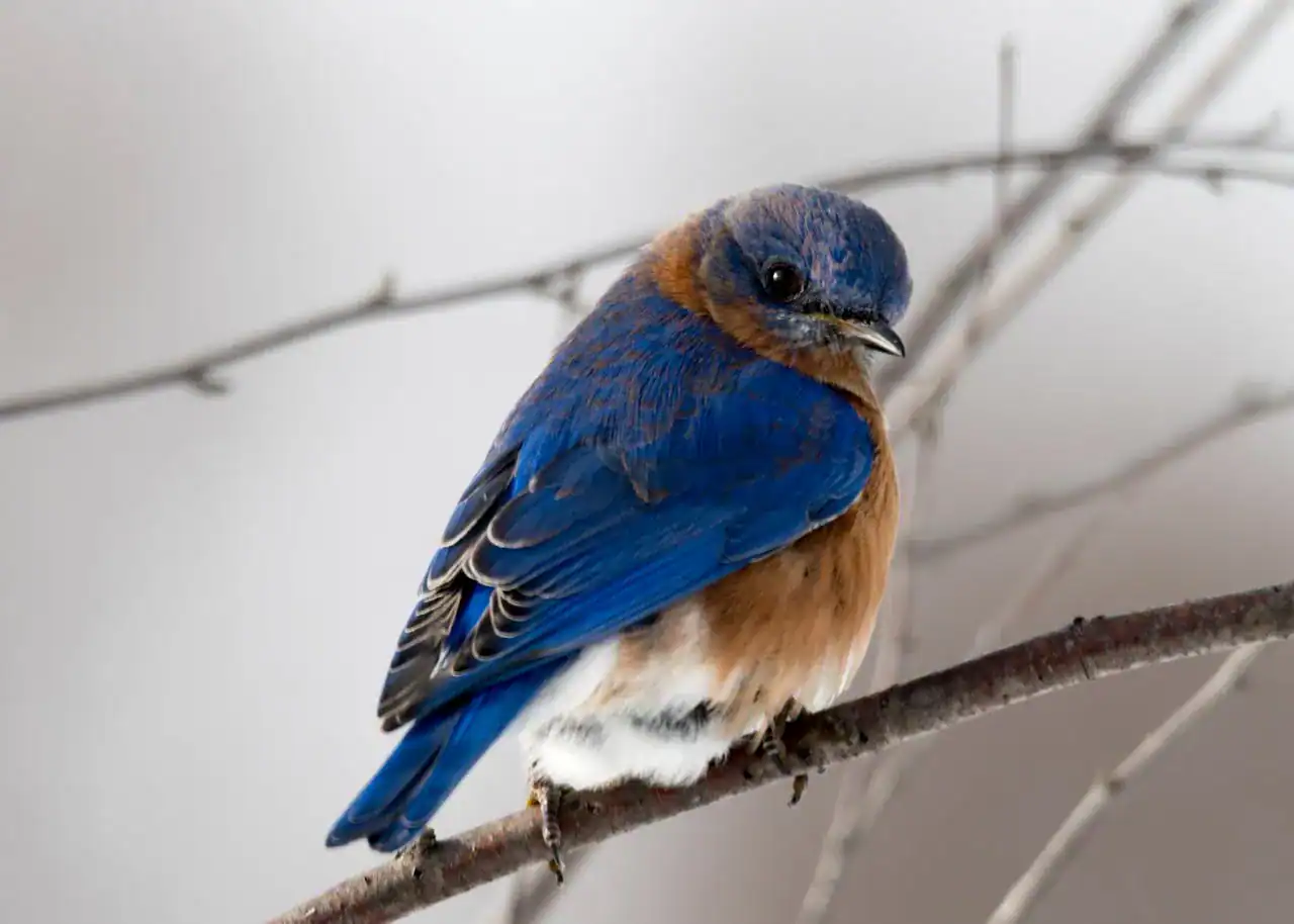 Fearful of Birds