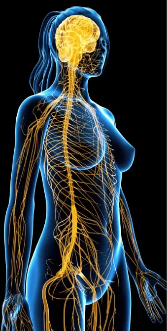 Female nervous system illustration